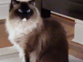 Persian ragdoll