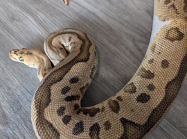 Leopard yellowbelly clown het pied