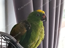 Male 1 year old