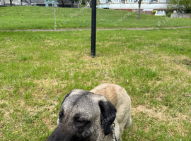 Turkish Kangal dog