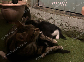 kittens ready to go!