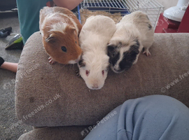 5 males looking for homes
