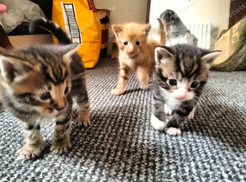 3 kittens , you can choose which ever