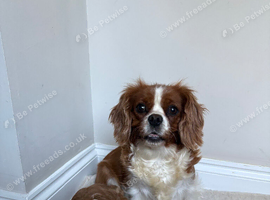 Cavapoo puppy&rsquo;s