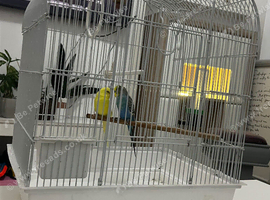 Pair budgies with cage