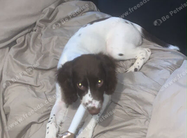 Puppy