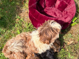 Yourkie/Shih Tzu