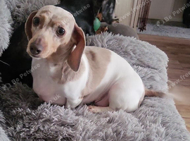 Minuture Dachsund