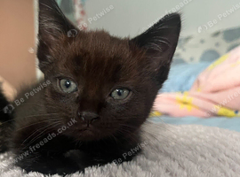 3 beautiful black British shorthair cross kittens