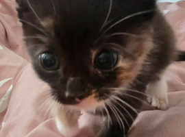 4 kittens for sale