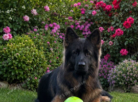 Standing at Stud