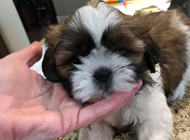 Shih tzu puppies