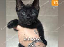 Black bengal cross kittens