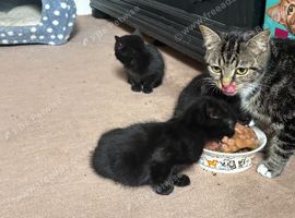 Reduced!! Need homes asap