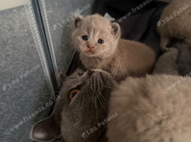 9 beautiful British shorthairs