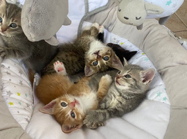 Adorable kittens