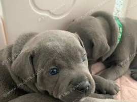 beautiful staffy puppies