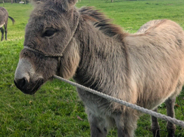 Male Donkey Foal for sale