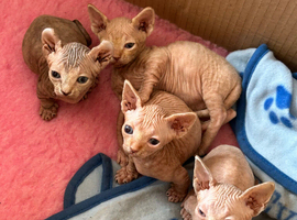 Sphynx kittens