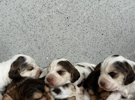 STUNNING SHOW COCKER SPANIEL PUPPIES