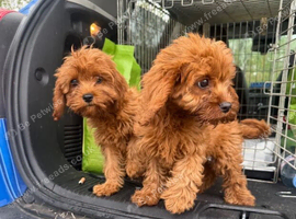 Heath Tested Cavapoos