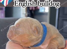 English bulldog puppies