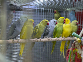 Indian ringneck