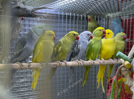 Ringneck