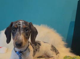 Registered miniature dachshund