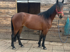 Registered Connemara 3 year old