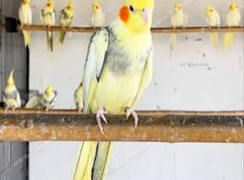 Pied cockatiels for sale