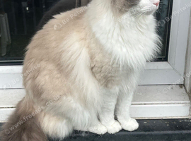 Male ragdoll