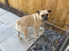 3 year old French bull dog