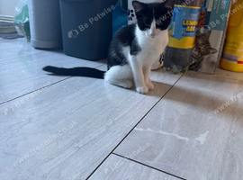 Little female kitten looking for her forever home