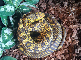 Female King Rat Snake