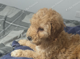 Male cockerpoo puppy