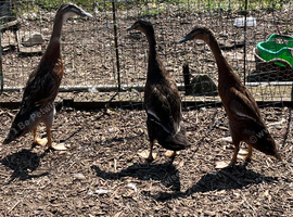 Male Runner ducks