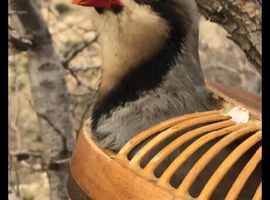 Looking for a Kurdish chukar