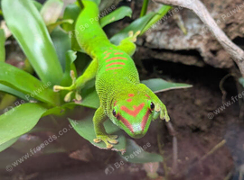 2 giant Madagascar day geckos for sale