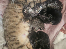 7 beautiful tabby kittens