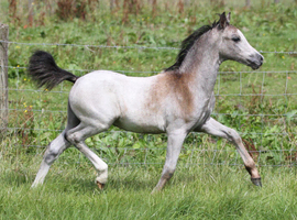 Very Smart Welsh section A Show colt foal