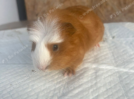 Guineapigs