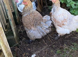 Brahma hens