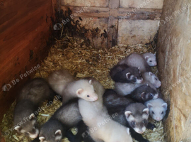 Ferrets