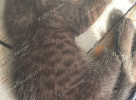 black bengal ready now