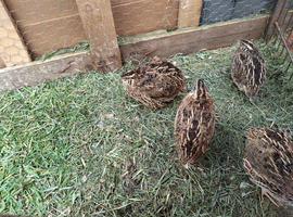 6 little girl quails for sale at 50 pounds