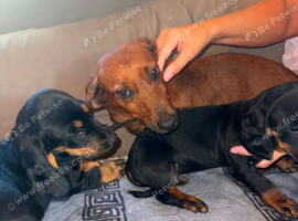 4 beautiful puppies available two male two females