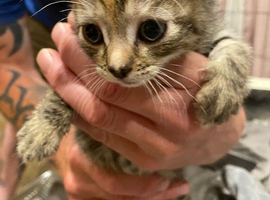 2  beautiful tabby kittens left for sale