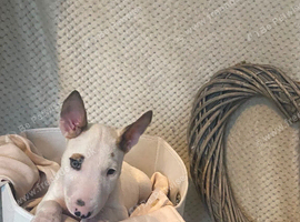 KC Registered English Bull Terrier Female &ndash; Ready Now