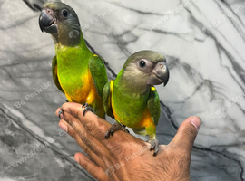 Friendly Baby HandReared Super Tame Cuddly Senegal Parrot,15